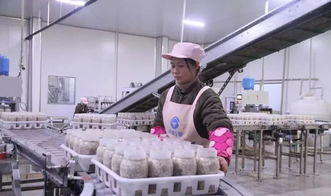 西南地區最大食用菌工廠化項目在萬盛投產，引領產業升級與融合發展
